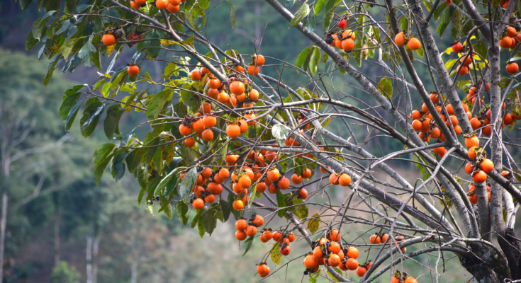 Ngọt ngào mùa hồng cao nguyên